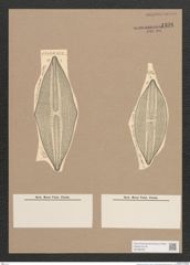 Navicula sp. (de-Toni-Nr.: Genus 1) Zeichnungen Sammlung Grunow Nr. 1336 (NHMW-BOT-W0368268)
